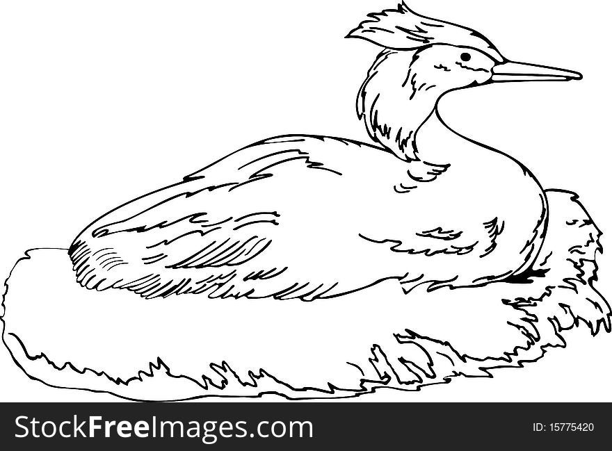 Illustration of the duck in the nest