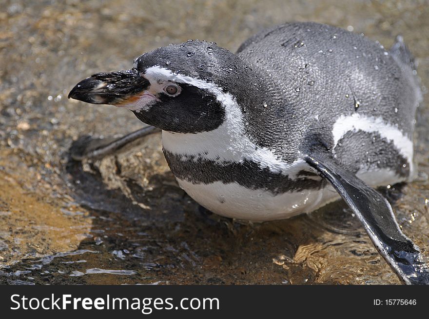 Magellanic Penguin At Dublin Zoo