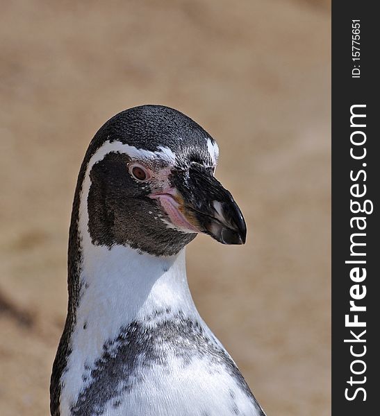 Magellanic penguin in dublin zoo