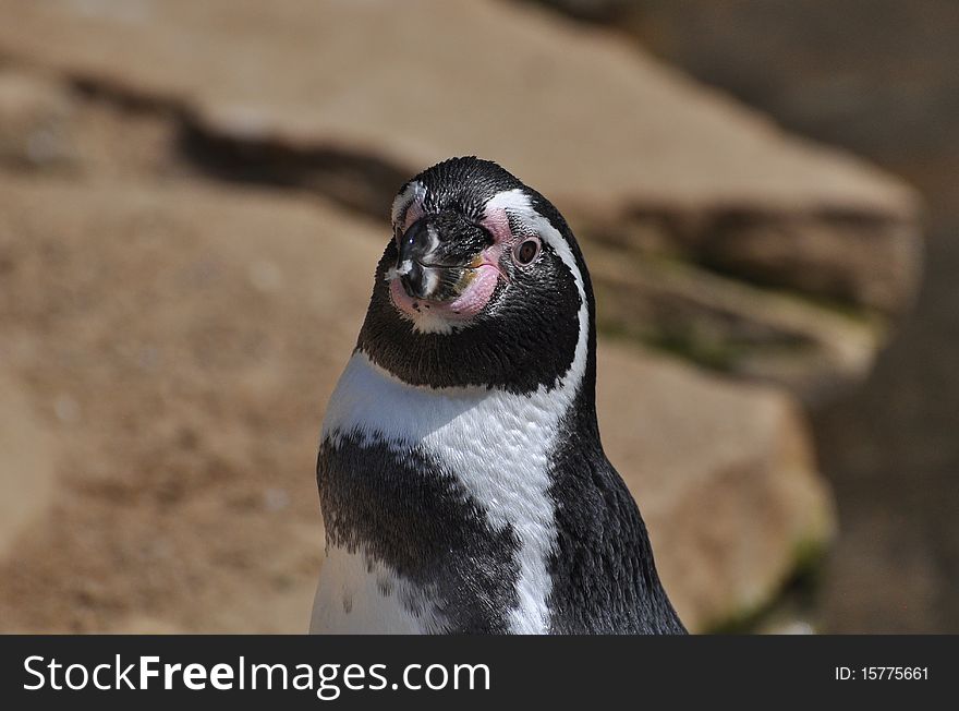 Magellanic penguin in dublin zoo