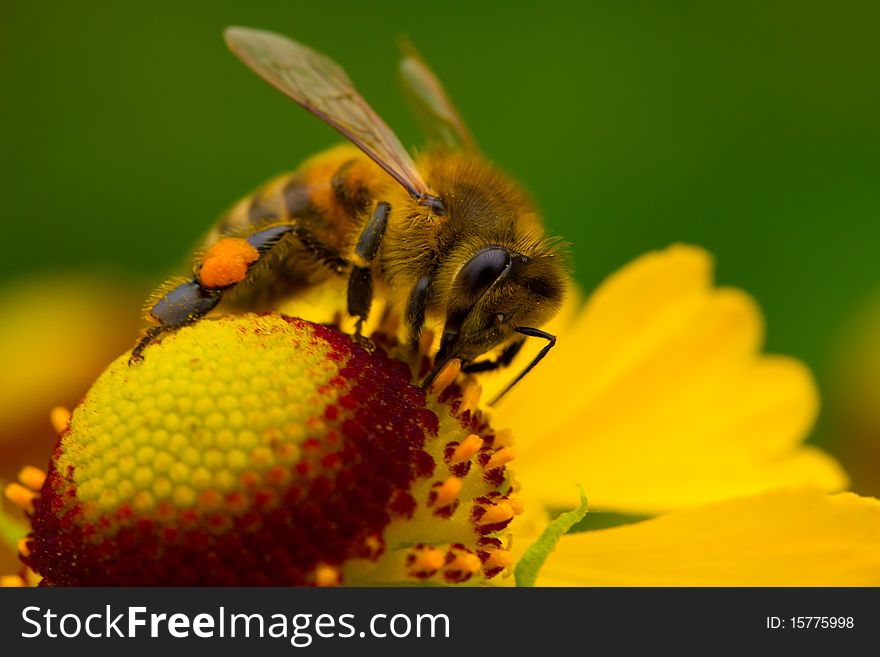 Close-up a small bee collect nectar on the yellow flower. Close-up a small bee collect nectar on the yellow flower