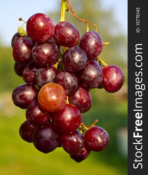 Close-up branch of red ripe grapes on green grass background