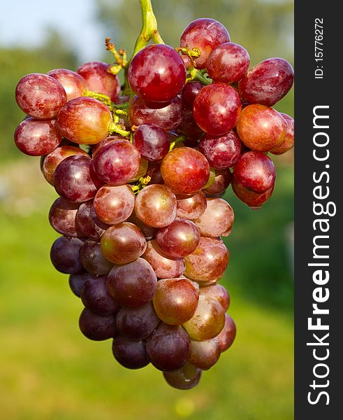 Close-up branch of ripe grapes on green grass background