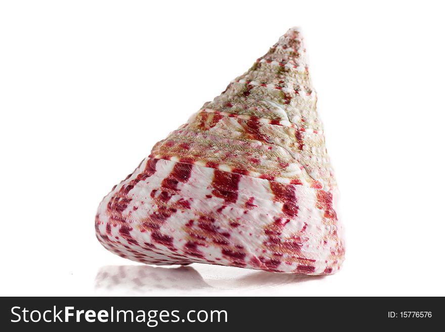 Sea shell isolated over white. Shallow depth of field.