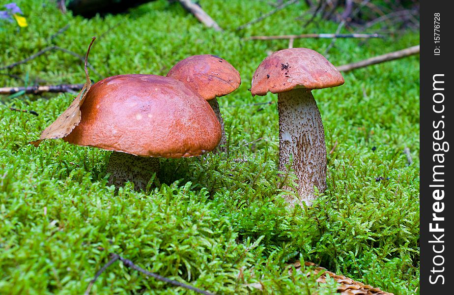 Close-up three orange-cup mushrooms