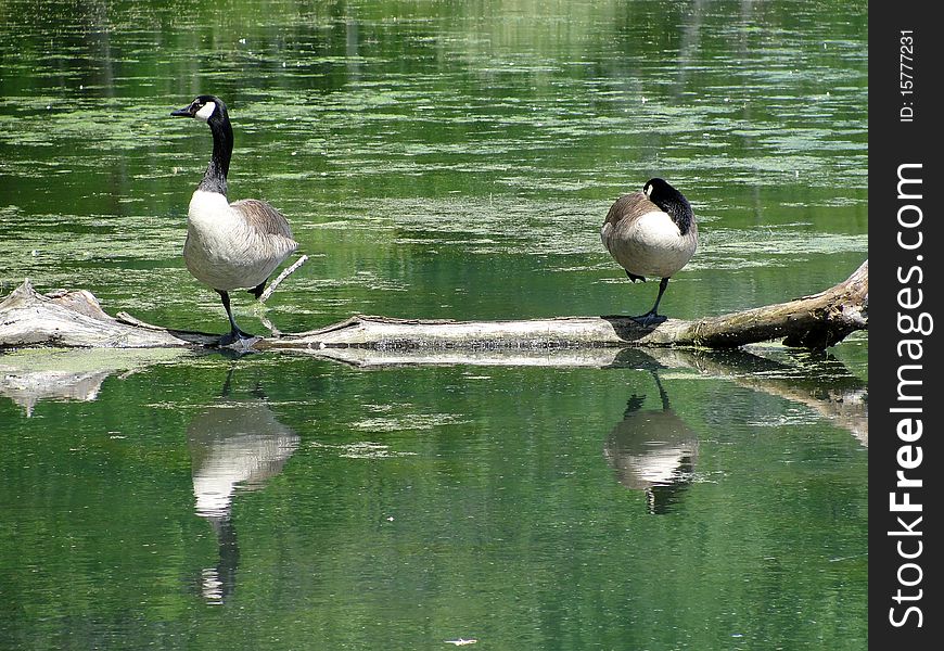 Two Canada Geese on a log in the water. One is asleep, and the other is alert. On Radnor Lake in Nashville, TN. Two Canada Geese on a log in the water. One is asleep, and the other is alert. On Radnor Lake in Nashville, TN.