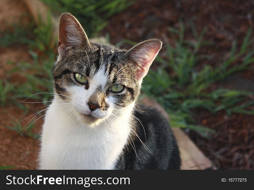 Pretty cat named Zorro in the evening sunlight. Pretty cat named Zorro in the evening sunlight.