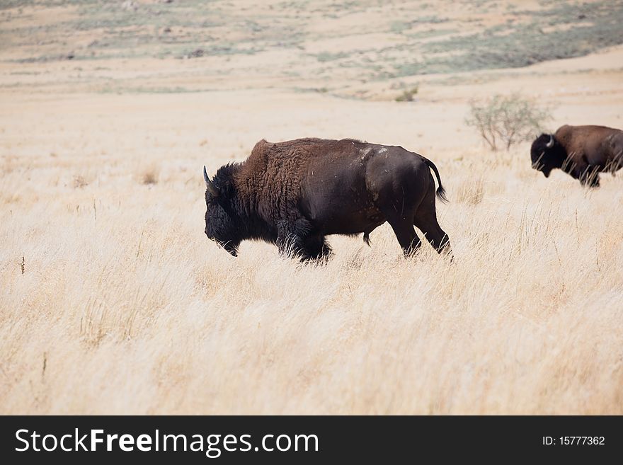 Bisons grazing on dry grasslands. Bisons grazing on dry grasslands