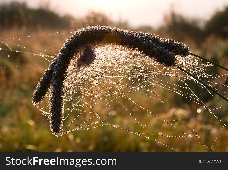 Dry grass in spiders web