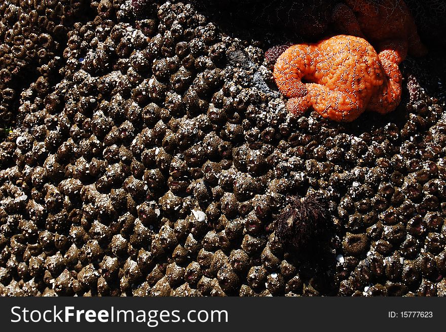Orange starfish attached to rocks on coast of oregon. Orange starfish attached to rocks on coast of oregon