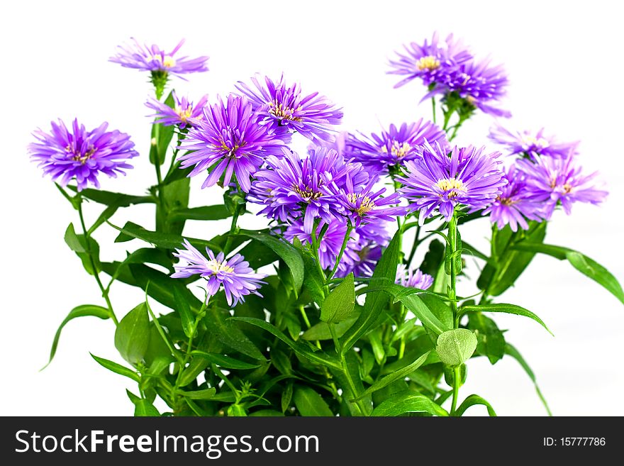 Purple Bouquet of Asters ,a close up shot