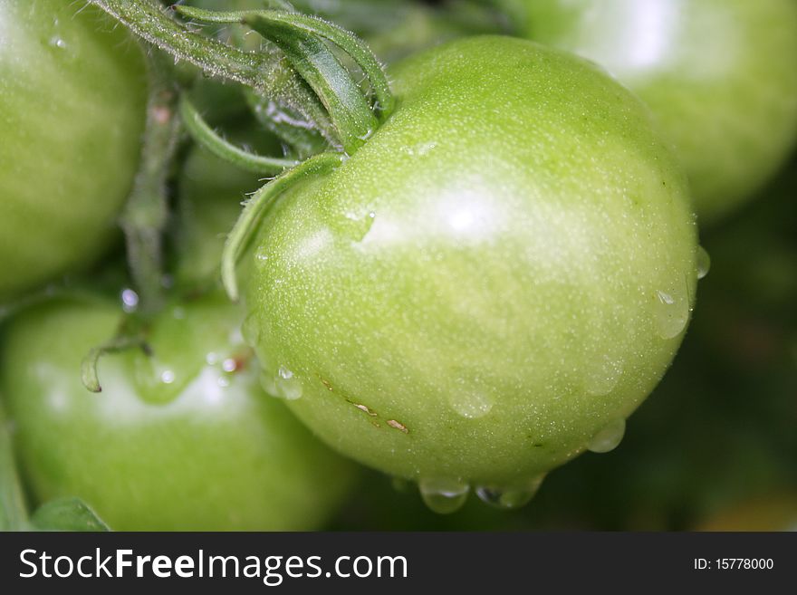 A green tomato hanging in the garden