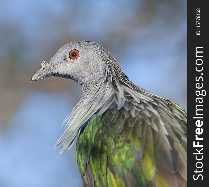 Pigeon Portrait.