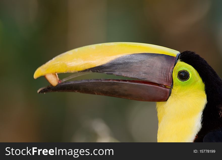 Portrait of a colorful toucan eating a fruit. Portrait of a colorful toucan eating a fruit.