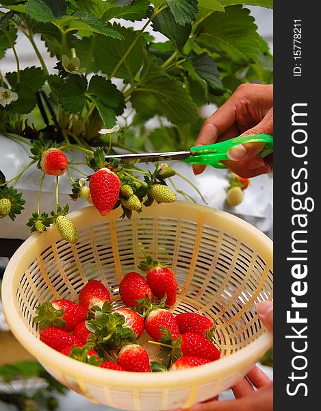 Plucking strawberries in a strawberry farm