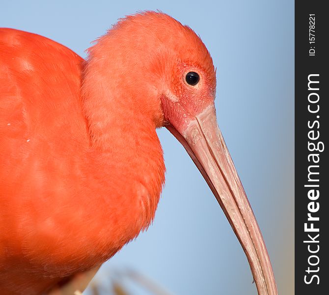 Scarlet Ibis, Eudocimus ruber close up head shot. Scarlet Ibis, Eudocimus ruber close up head shot.