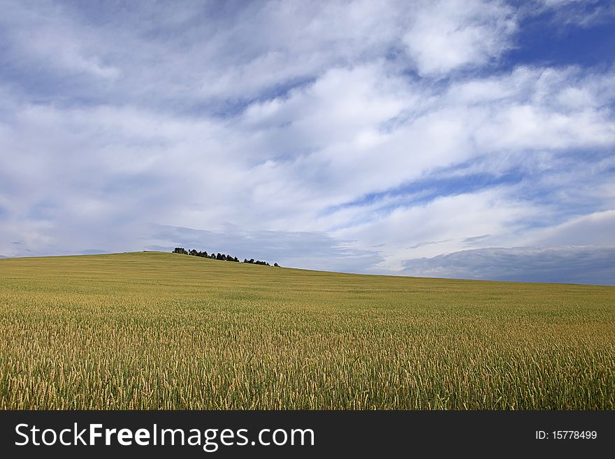Ripening field of wheat on a background of blue sky and clouds in the morning. Ripening field of wheat on a background of blue sky and clouds in the morning