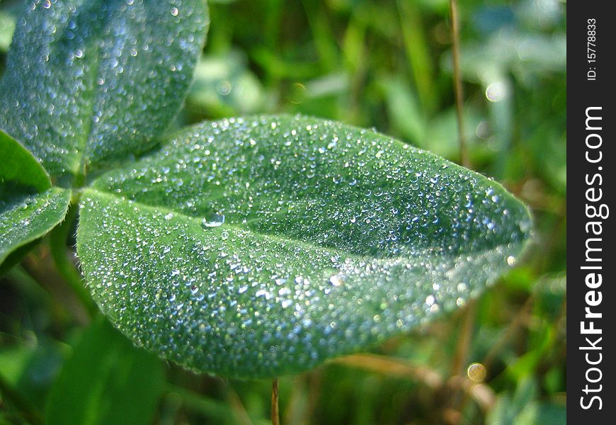 Morning dew on a leave