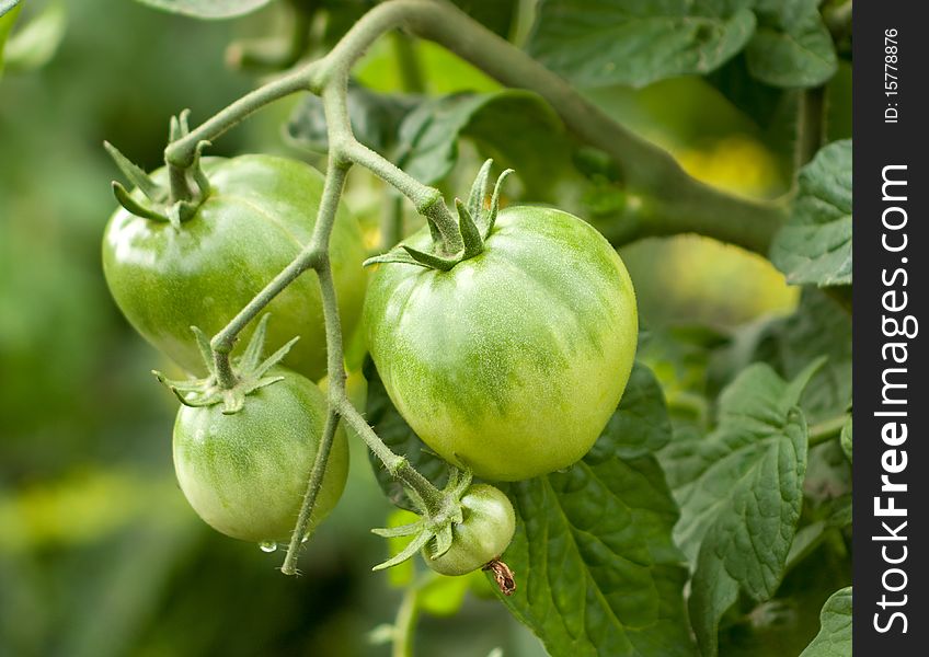 Green tomatoes growing on the branches. It is cultivated in the garden. Green tomatoes growing on the branches. It is cultivated in the garden.