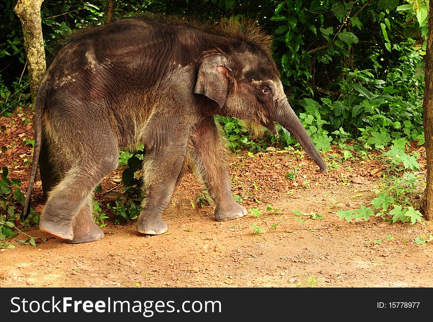 Cute baby asian elephant taking a stroll through the jungle. Cute baby asian elephant taking a stroll through the jungle