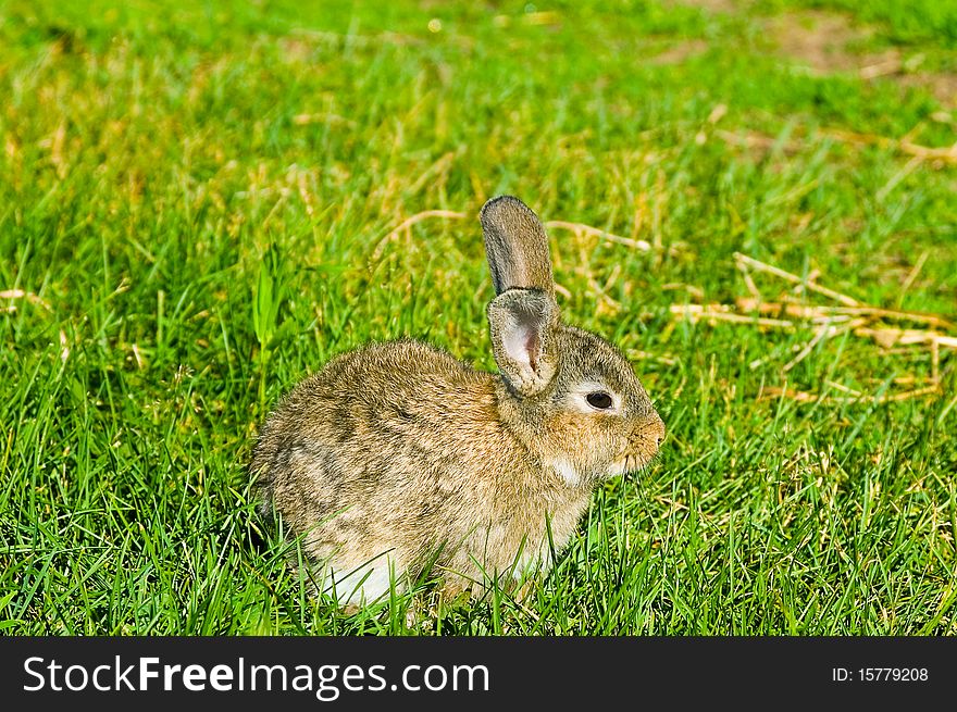 Small grey rabbit on green grass