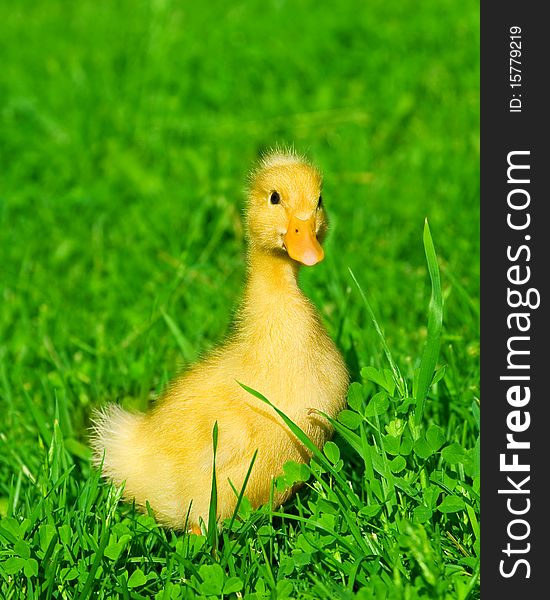 One little duck on green grass