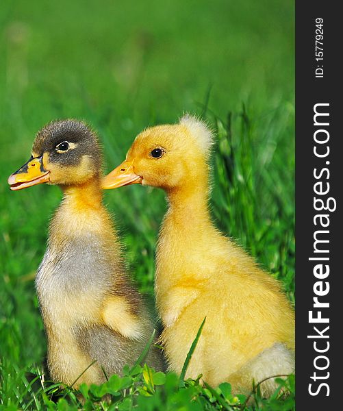 Little ducks on green grass