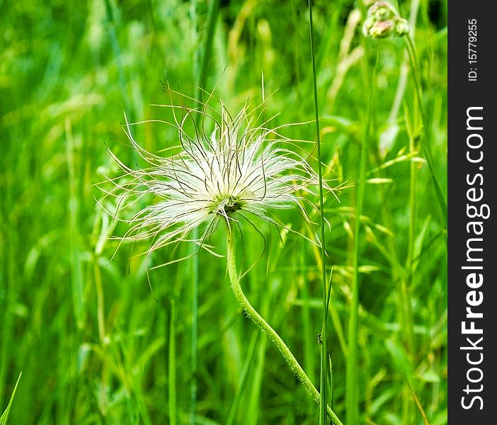 Dandelion In Green Background