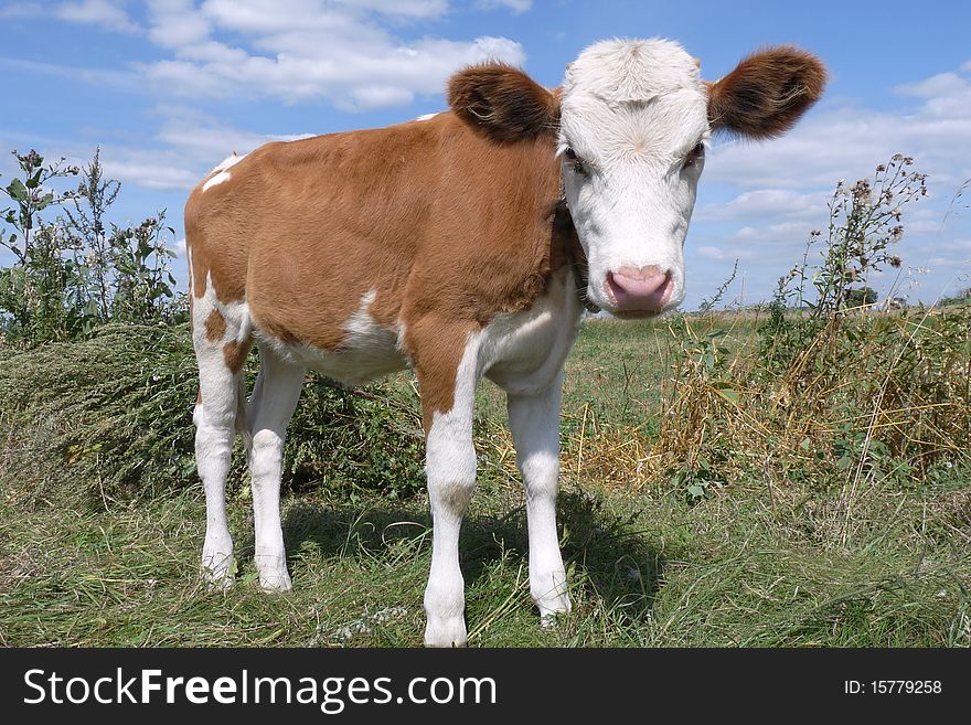 Colorful bull with big funny ears close to the pasture