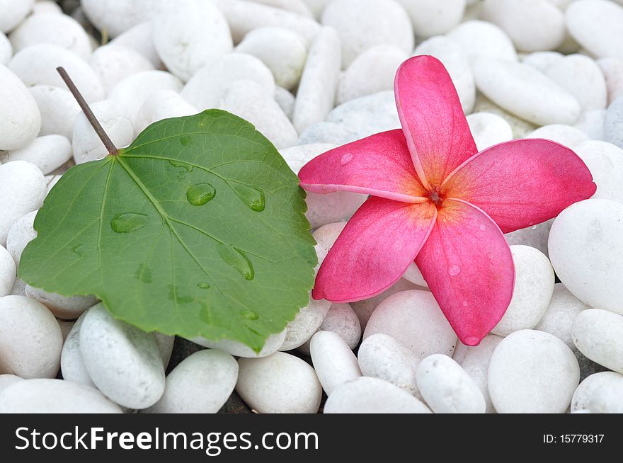 Fresh green leaf and pink plumeria. Fresh green leaf and pink plumeria