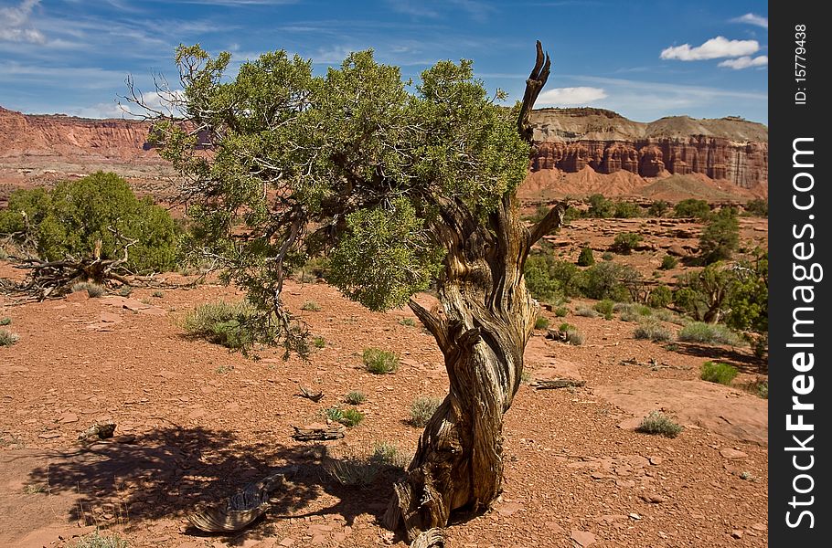 Old Bristlecone Pine tree survival in the arid desert elements