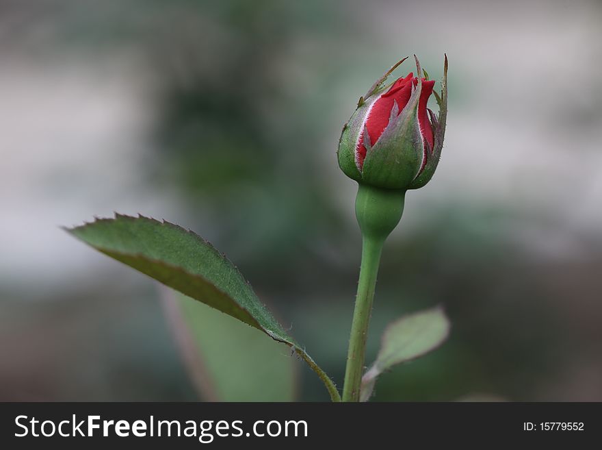 A chinese rose in bud