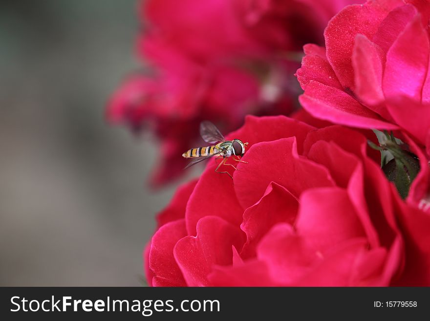 A tiny bee flying around flowers