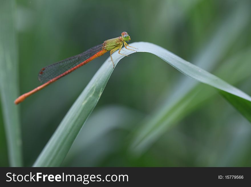 A dragonfly in  a leaf of grass