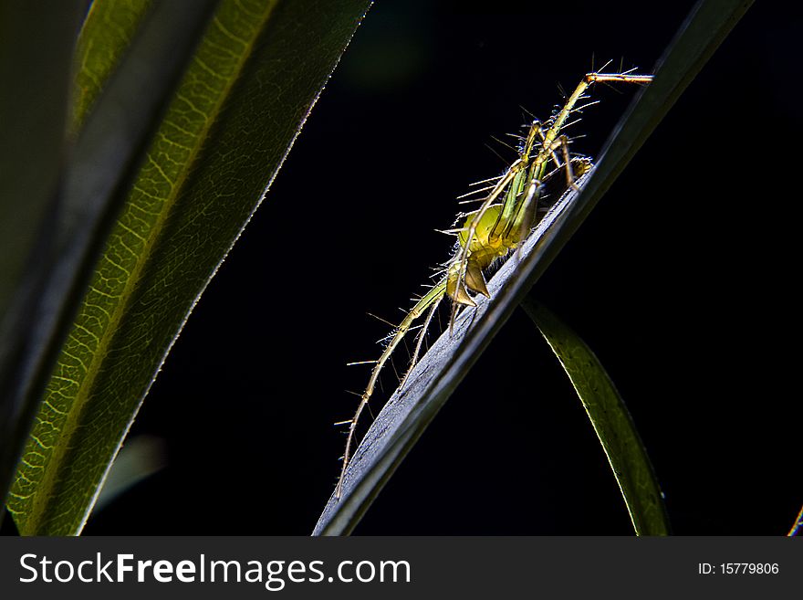 Animal spider macro close up nature. Animal spider macro close up nature