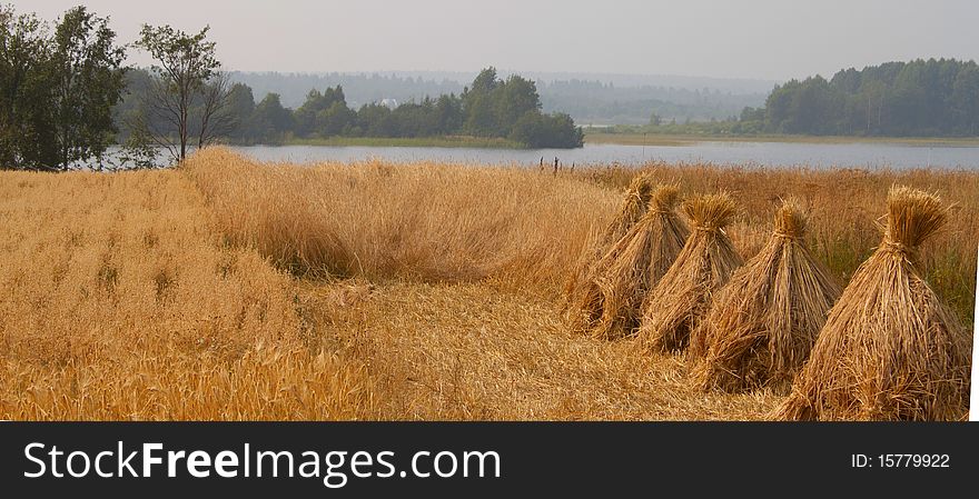 In the summer of ripe wheat