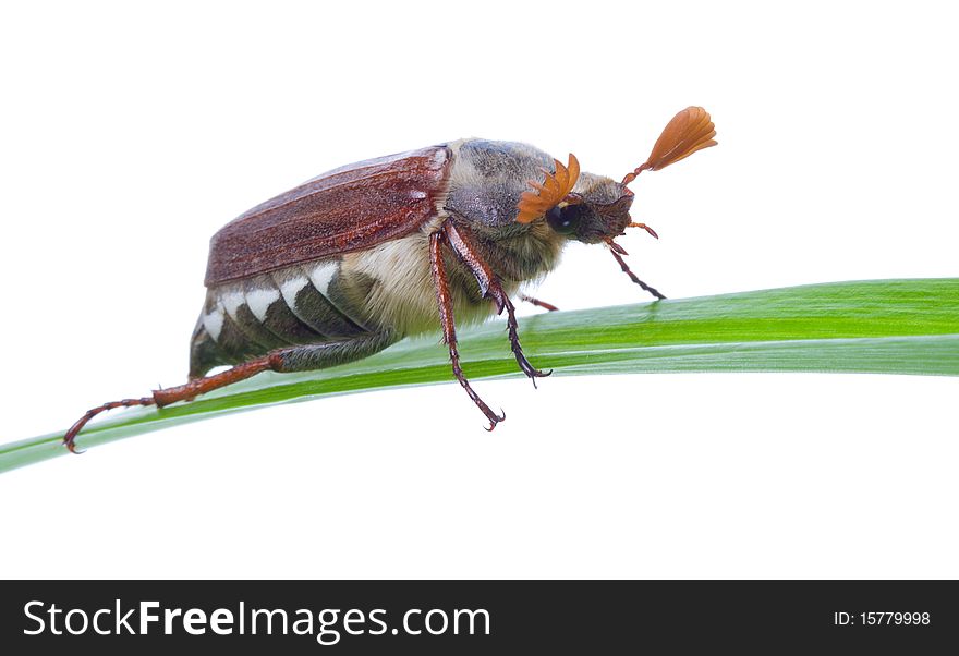 Close-up may-bug on blade, isolated on white. Close-up may-bug on blade, isolated on white