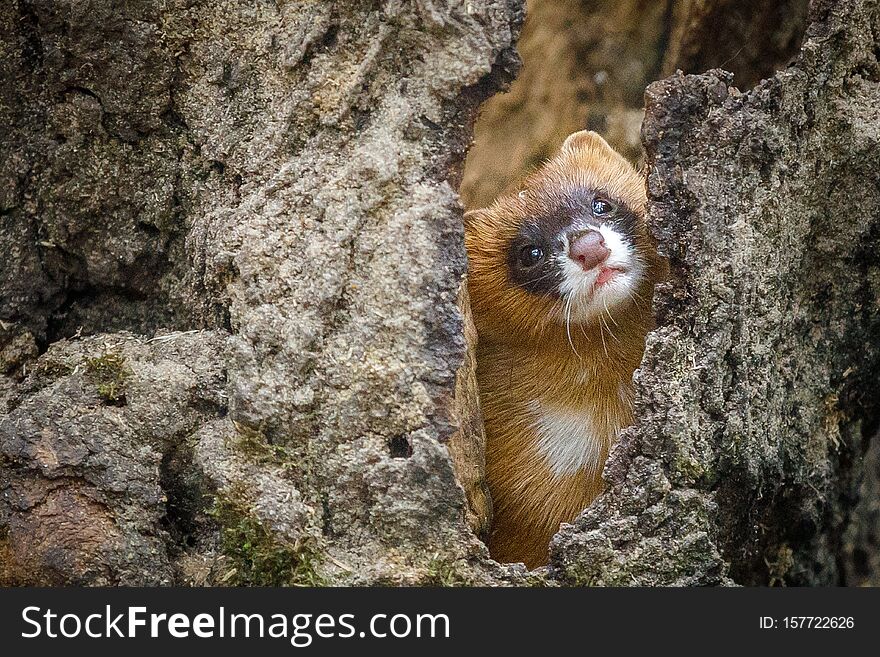 Portrait of weasel sitting close to the ground in the bark of a tree