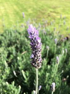 Purple Lavender Fields Close-up In The Garden Royalty Free Stock Photography Purple Lavender Fields Close-up In The Garden Royalty Free Stock Photography
