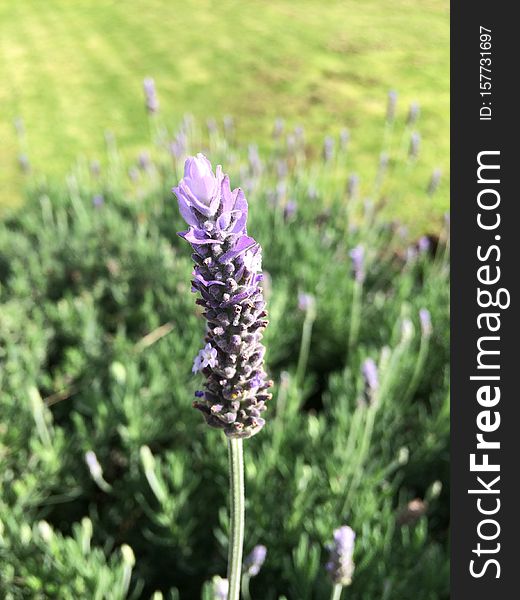 Purple Lavender Fields Close-up In The Garden