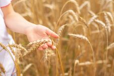Wheat Field. Ears Of Golden Wheat Close Up. Beautiful Nature Sunset Landscape. Rural Scenery Under Shining Sunlight. Background Of Royalty Free Stock Images