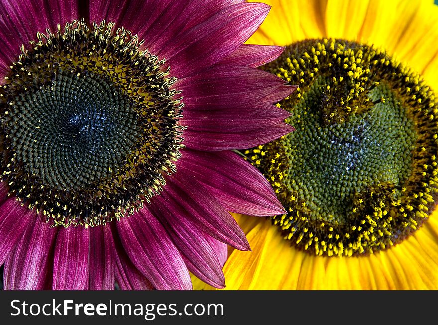 Close-up View of Beautiful Red and Yellow Sunflowers Side by Side Horizontal