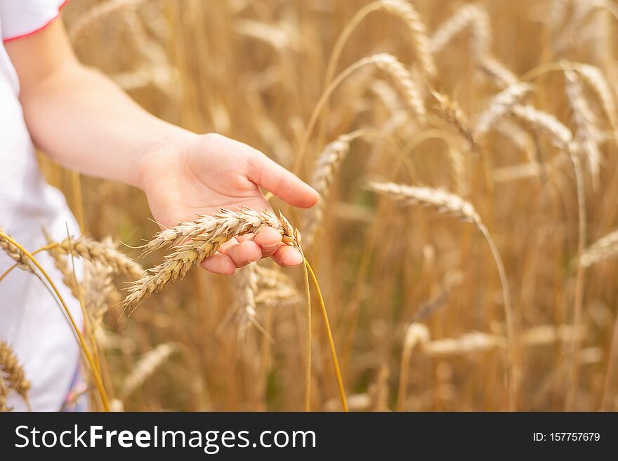 Wheat field. Ears of golden wheat close up. Beautiful Nature Sunset Landscape. Rural Scenery under Shining Sunlight. Background of