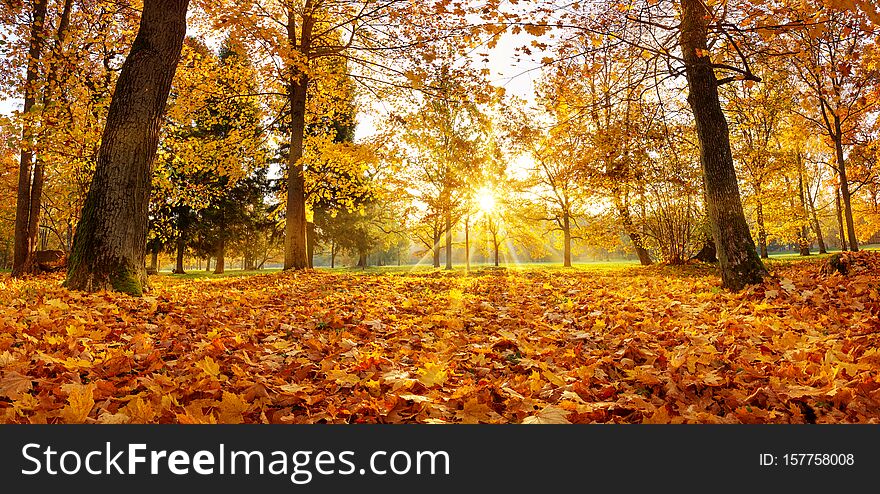 Trees in the park in autumn on sunny day