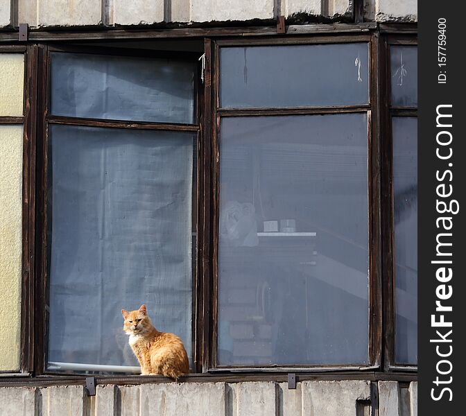 A cat on the windowsill