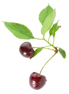 Two Sweet Cherries With Leaves Stock Photography