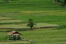 Green Beautiful Rice Field Stock Image