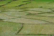 Green Rice Fields Stock Images Green Rice Fields Stock Images