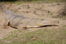 Australian Saltwater Crocodile Stock Photography Australian Saltwater Crocodile Stock Photography