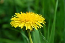 Dandelion Flower Stock Photo Dandelion Flower Stock Photo